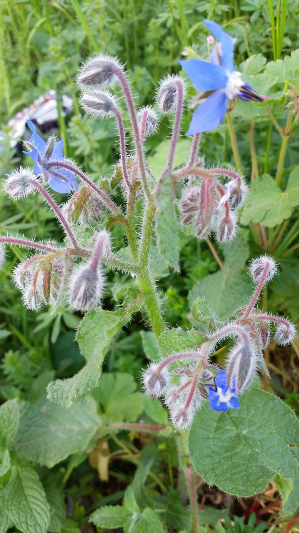 Borago officinalis L. (Boraginaceae)